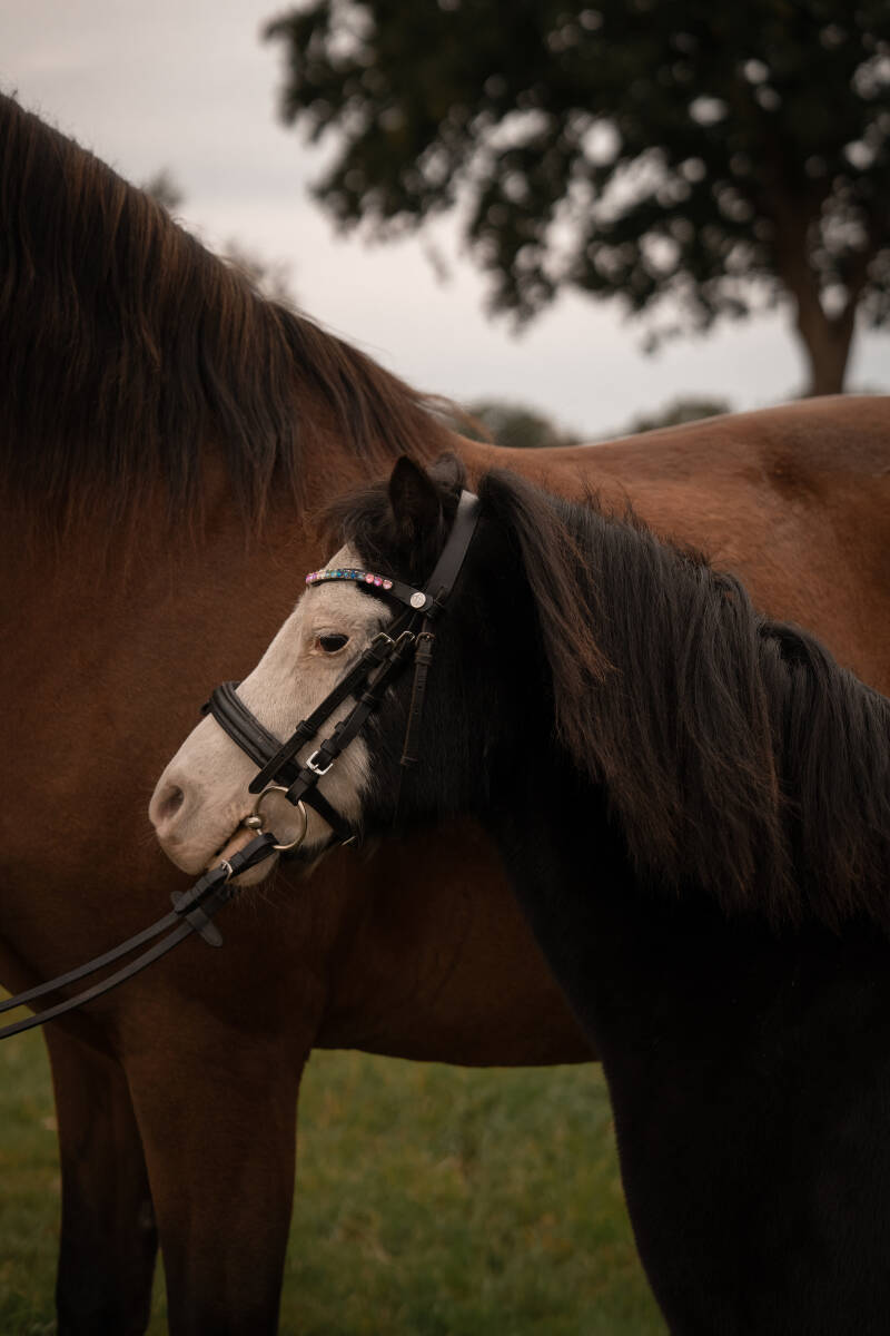 ©Lina Mörking | Tierfotografie | Pferdefotografie | Mensch und Tier