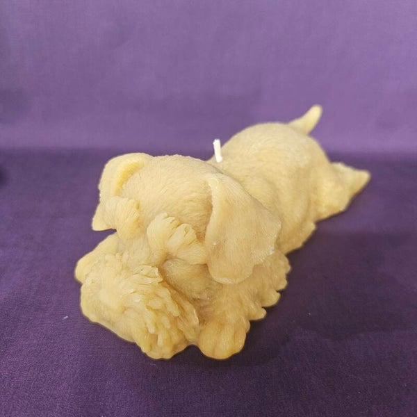 Lying Down Schnauzer