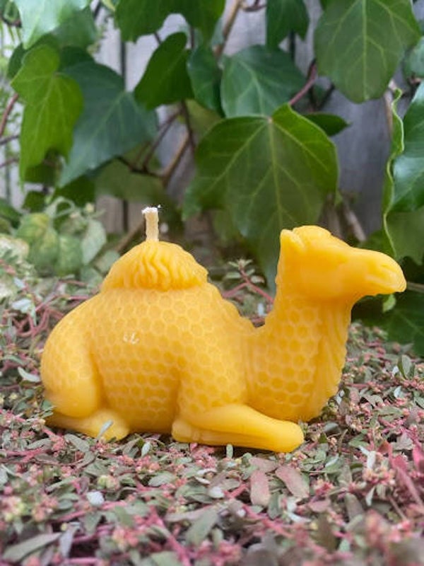 Honey Hump Camel