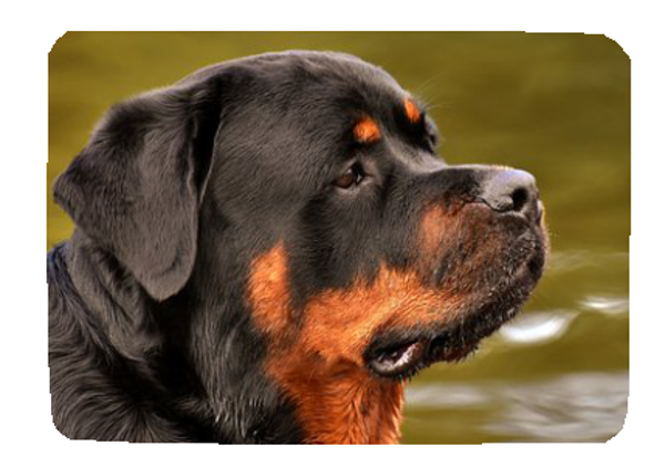 Muismat met eigen foto