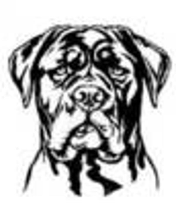 Cane corso 4