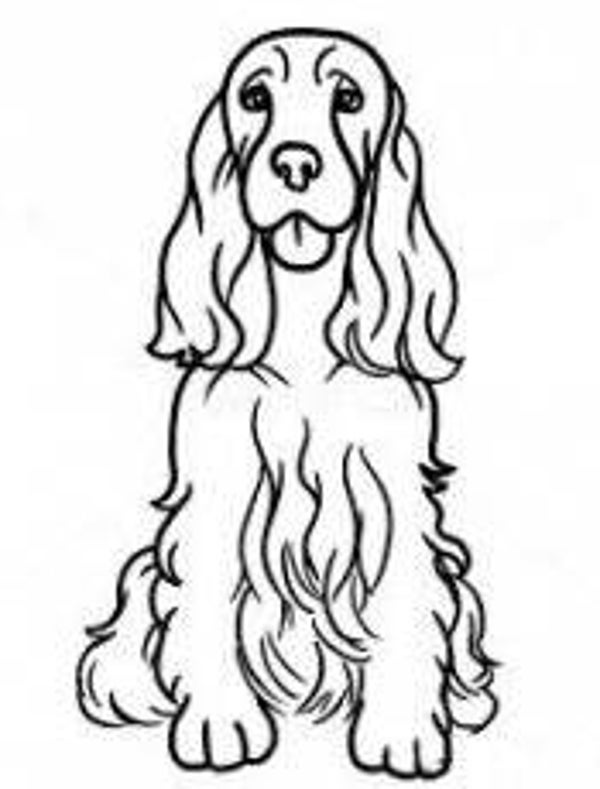 Cocker spaniel 4