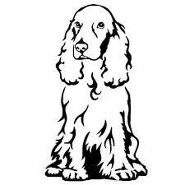 Cocker spaniel 7