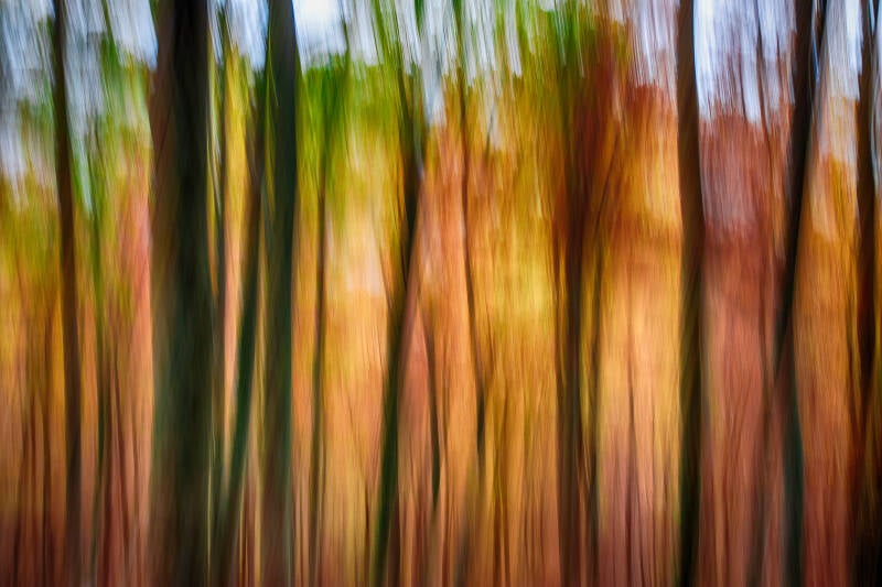 bosco-img_4564-standard.jpg