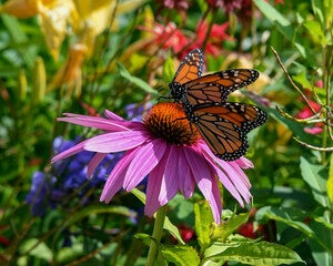 klassieke homeopathie
