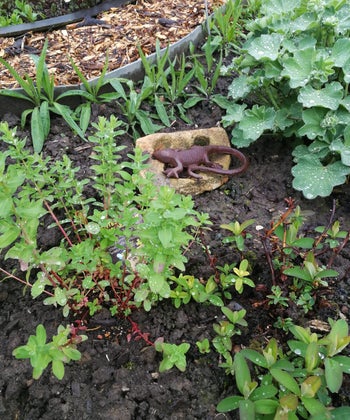 Wildkräutergarten mit Johaniskraut, Arnika, Frauenmantel