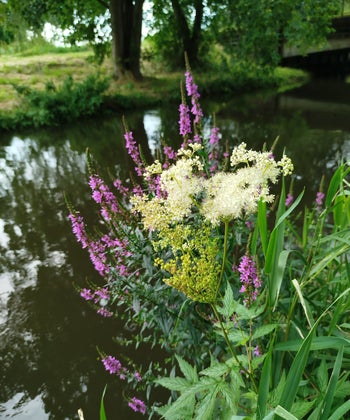 Wildkräuter am Flußufer, Mädesüß, Blutweiderich