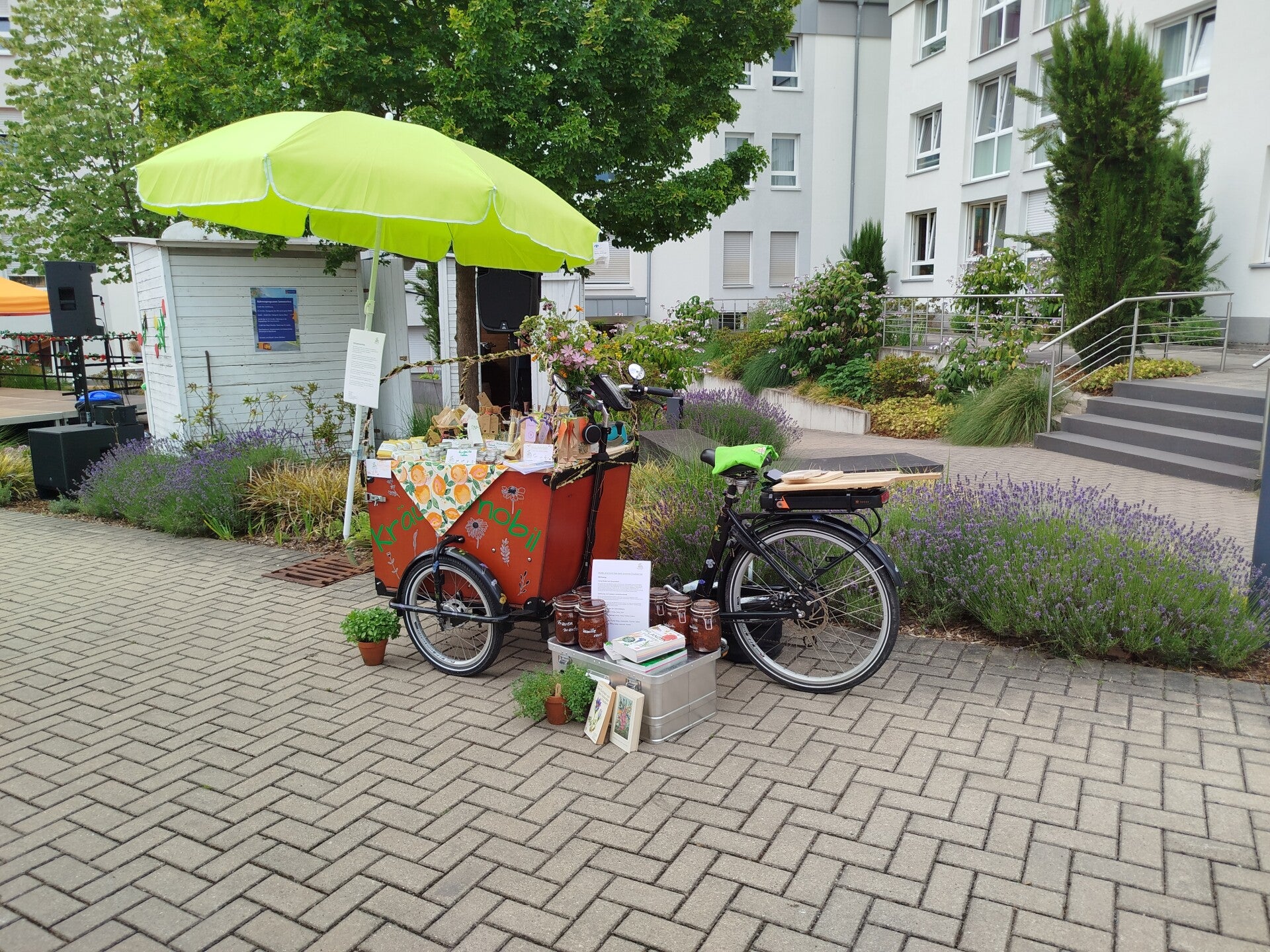 Wildkräuter am Flußufer, Mädesüß, Blutweiderich