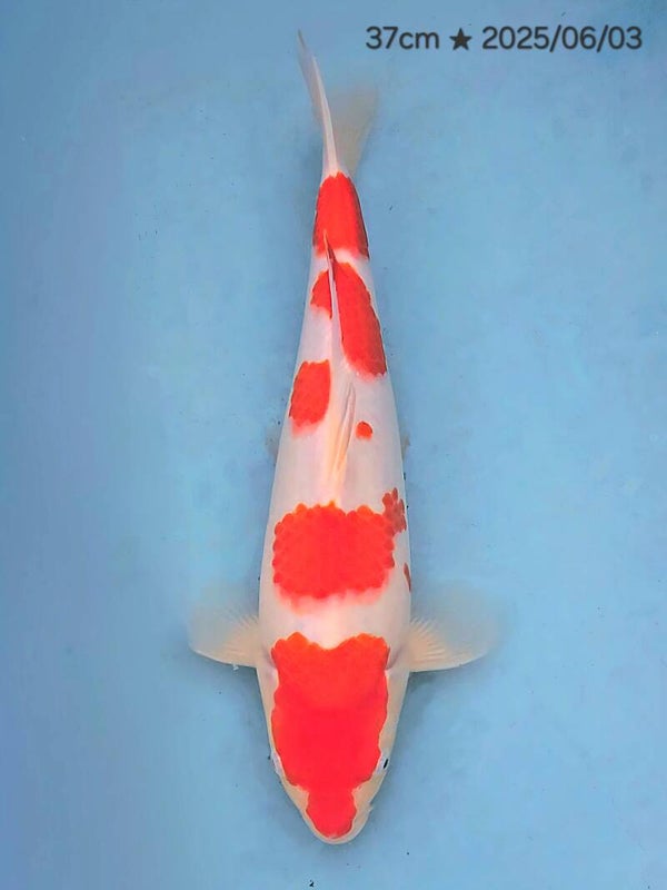 #216 Kohaku