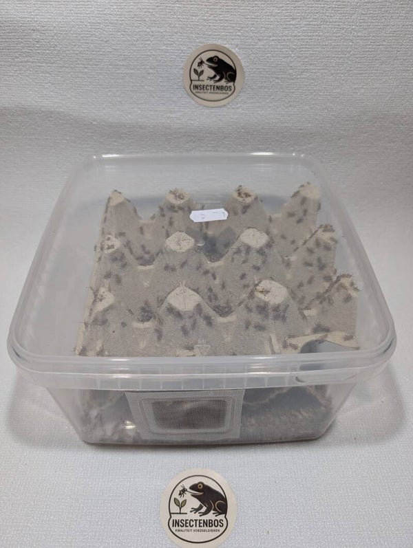 Bulk huiskrekel, plastic bak gaas twee kanten.