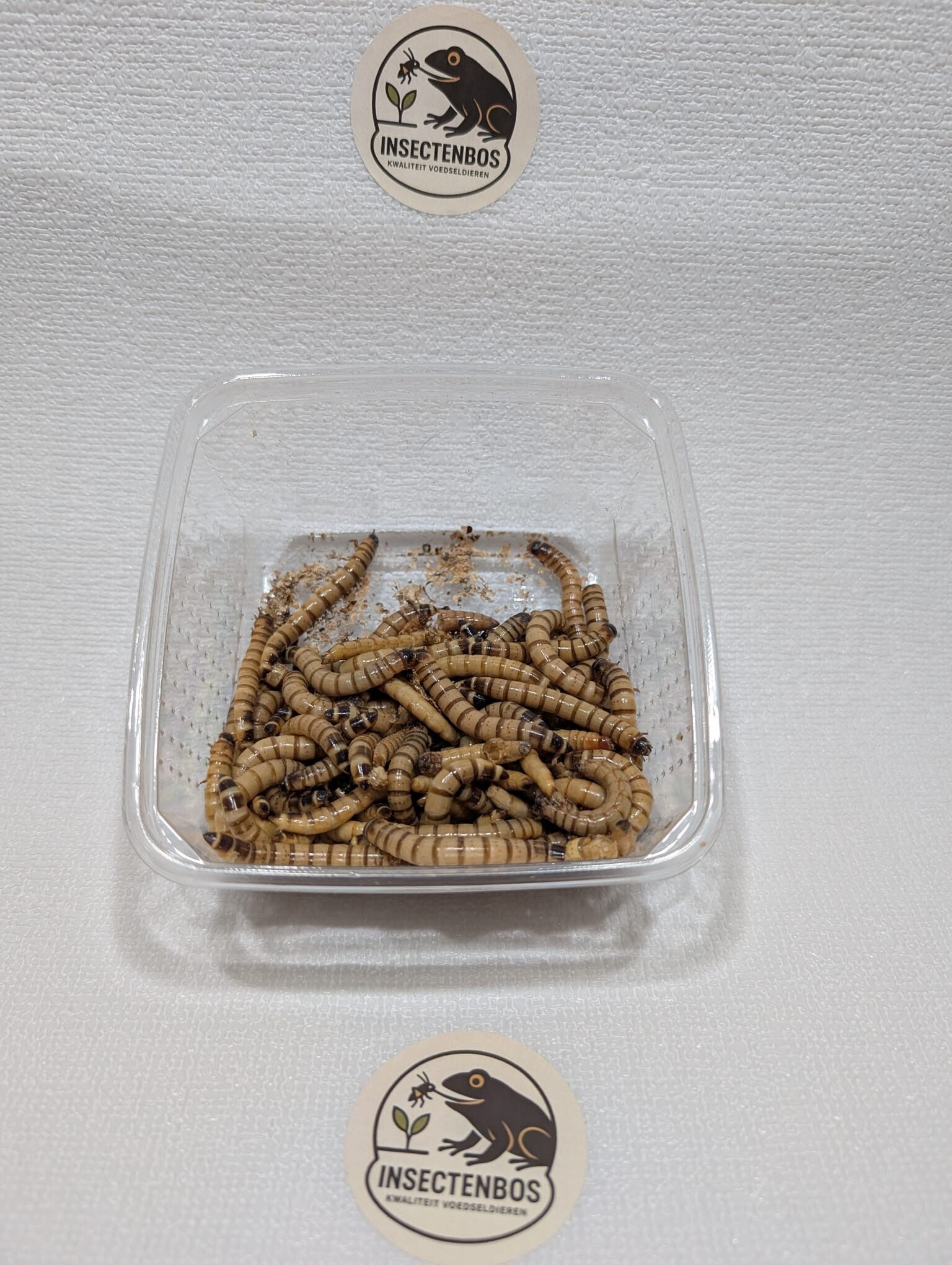 Morioworm bakje