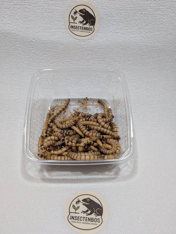 Morioworm bakje