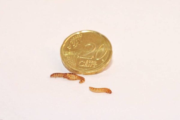 Buffaloworm liter