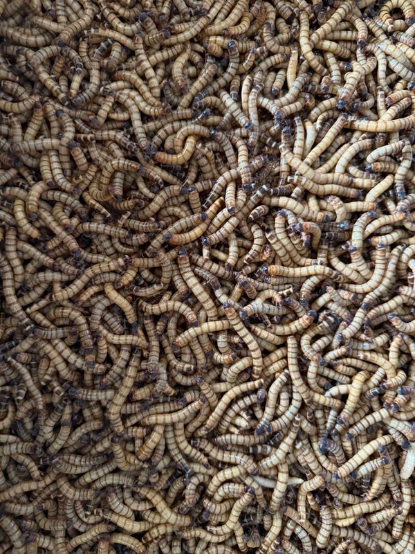 Morioworm kilo
