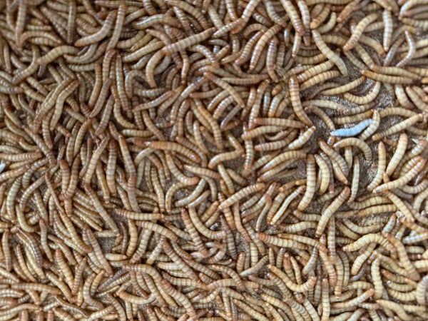 Meelworm kilo