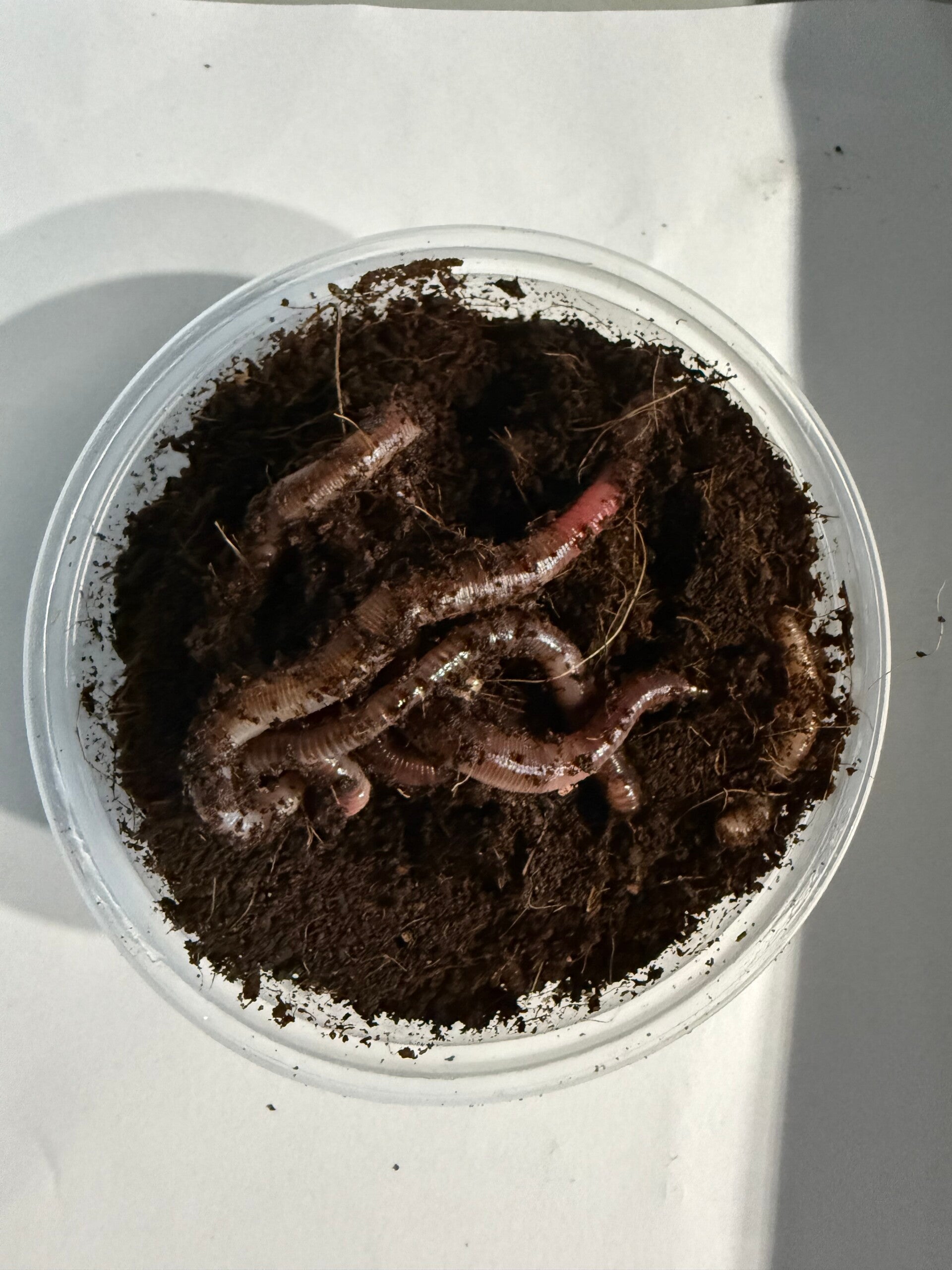 Dendrobena (regenwormen)