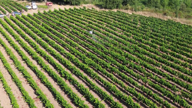 Pulvérisation de précision par drone dans une vigne