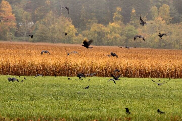french broad imaging crows corn fall print