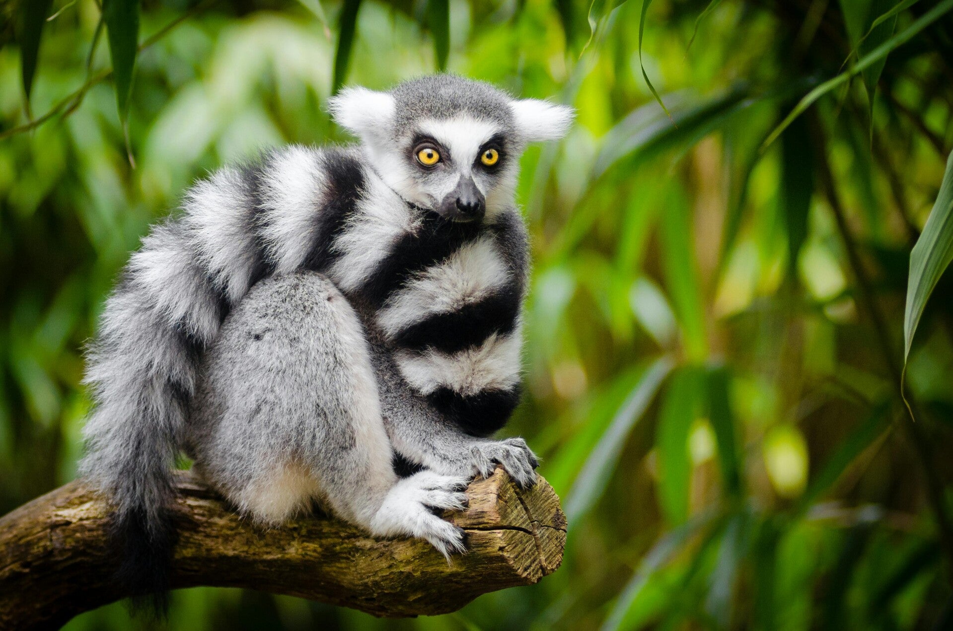 A lemur sitting on a branch. There's a physical similarity to the new world monkey, even though they evolved on separate continents.