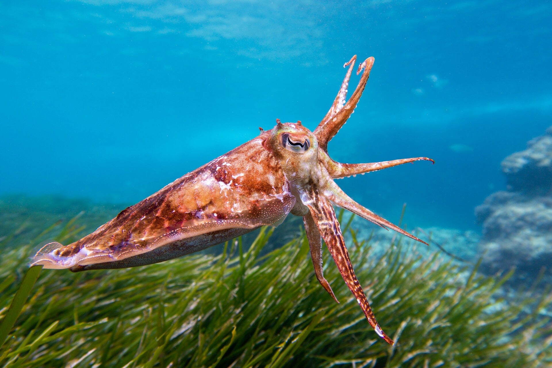 Cuttlefish swimming in shallow water, it's convergentally evolved eye clearly visible.