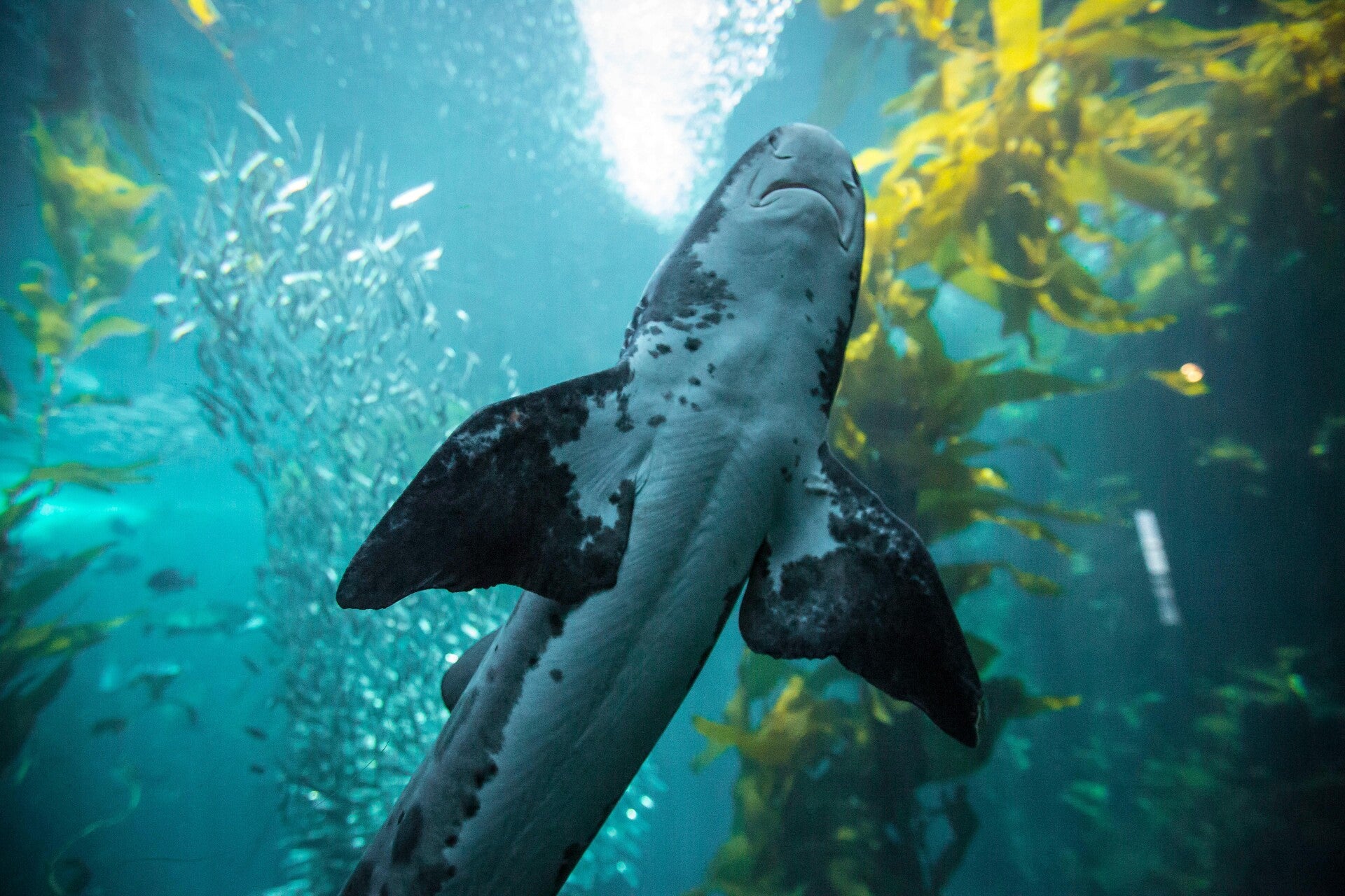 A shark swimming in shallow water, its torpedo shaped build, that evolved in convergence with the dolphin's similar build, shown.