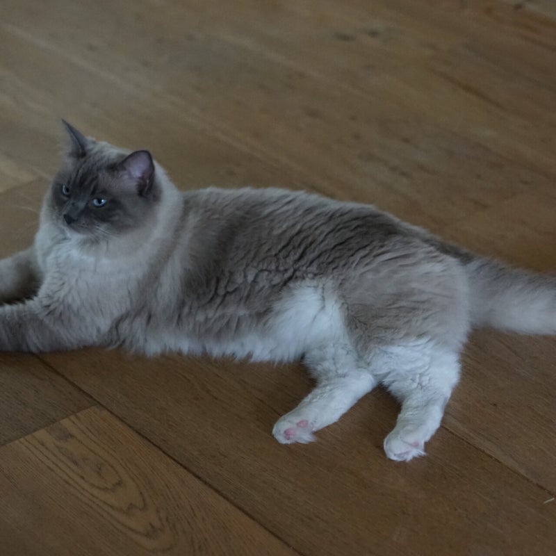 tommy-okt-2024-standard-lsagf8.jpg