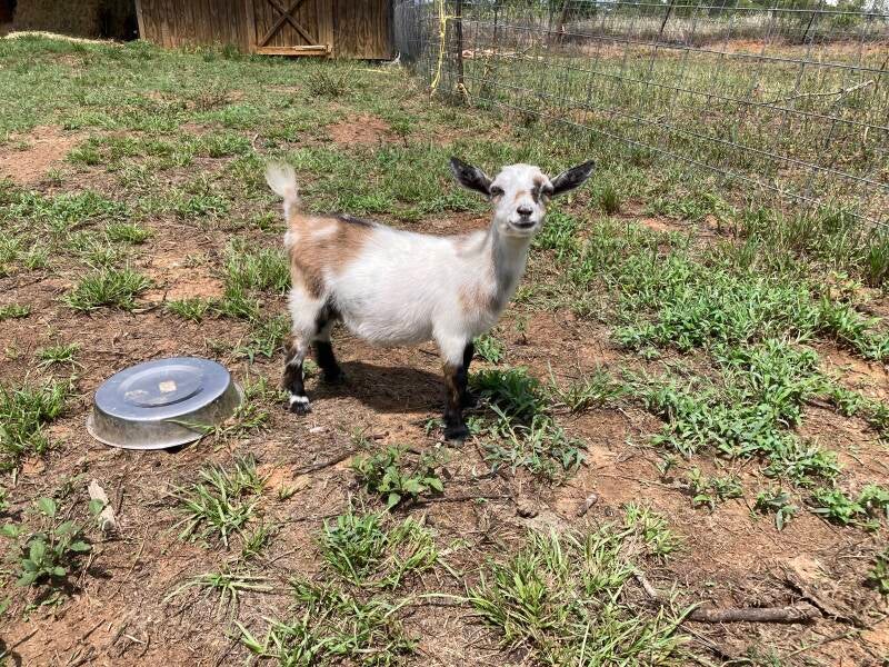 nigerian dwarf goat