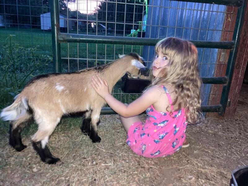 nigerian dwarf goat