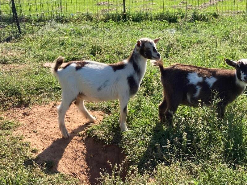 nigerian dwarf goat
