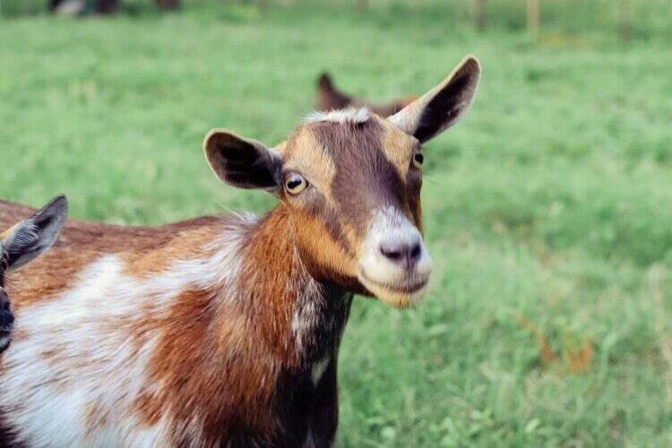 nigerian dwarf goat