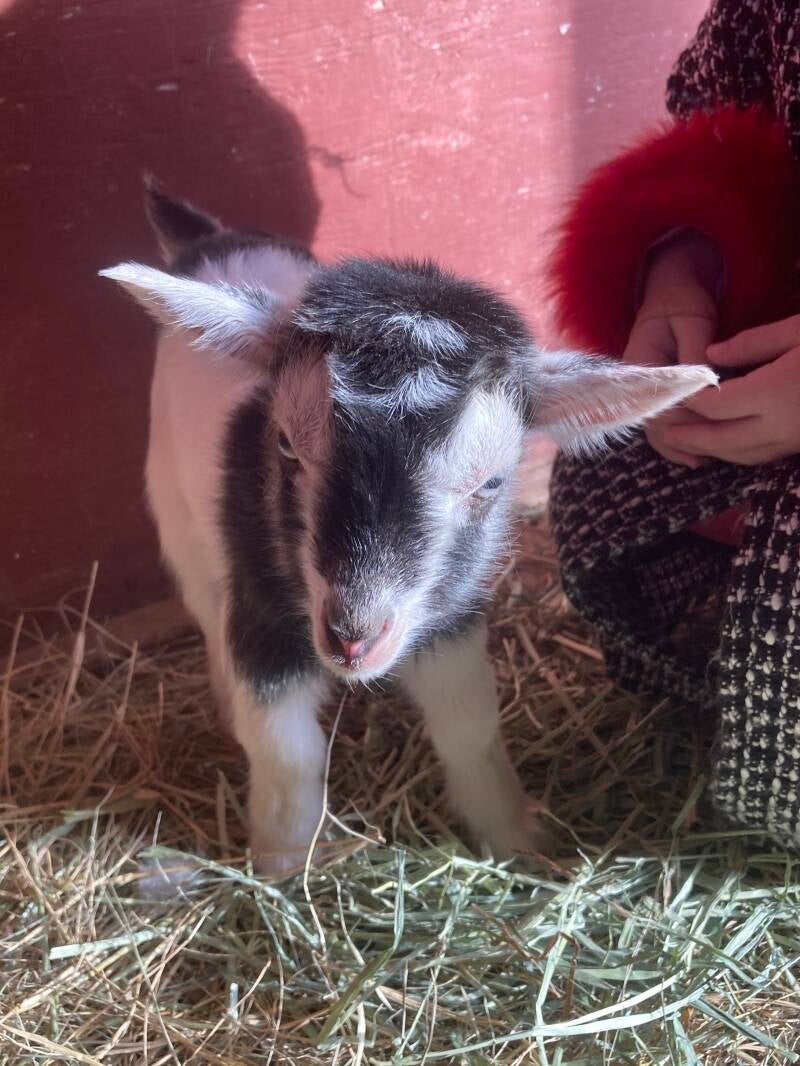 nigerian dwarf goat