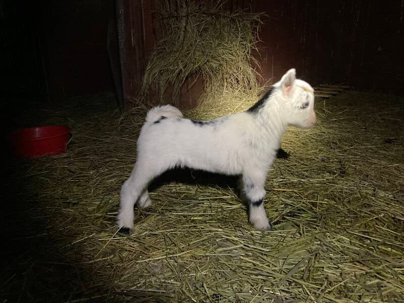 nigerian dwarf goat