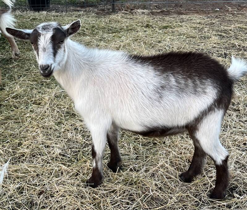 nigerian dwarf goat