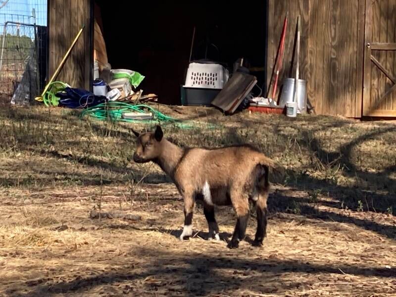 nigerian dwarf goat
