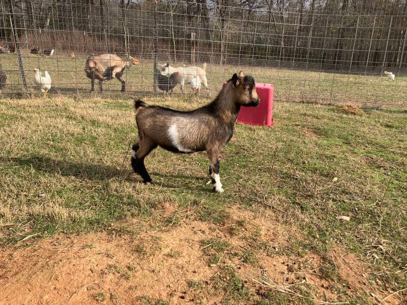 nigerian dwarf goat