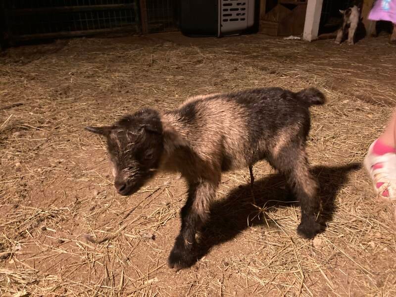 nigerian dwarf goat