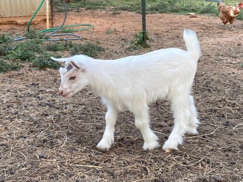 nigerian dwarf goat