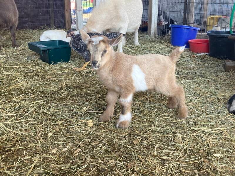 nigerian dwarf goat