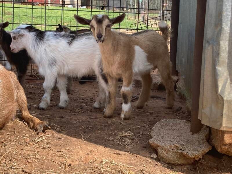 nigerian dwarf goat