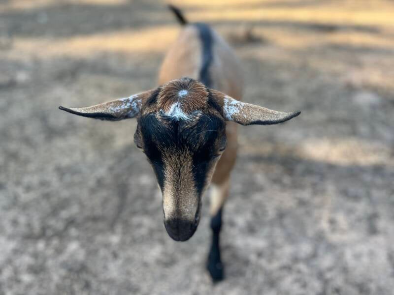 nigerian dwarf goat