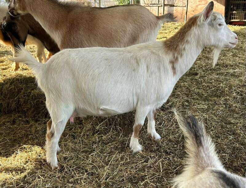 nigerian dwarf goat