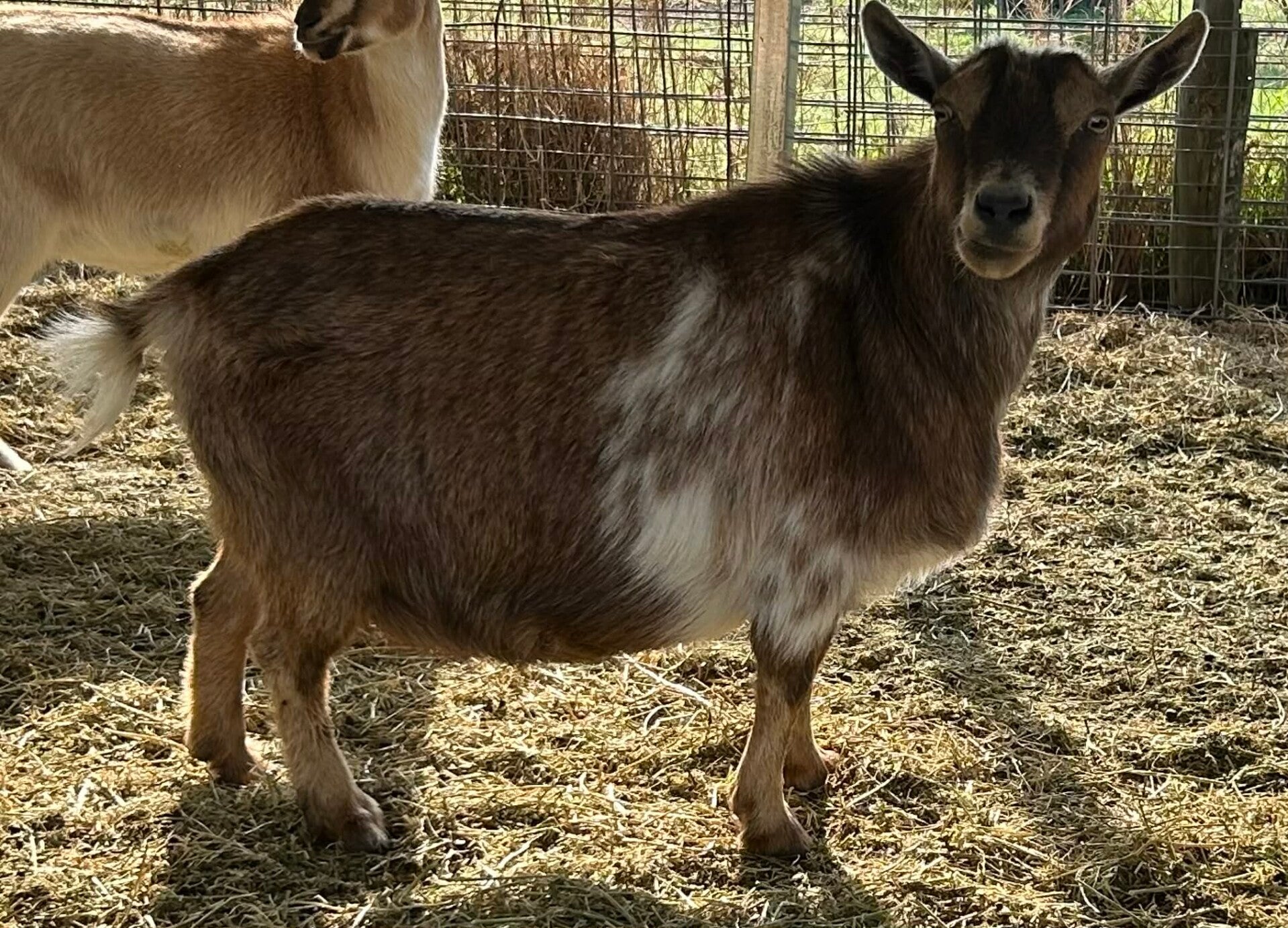 nigerian dwarf goat