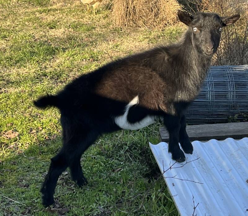 nigerian dwarf goat