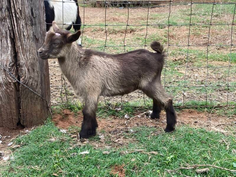 nigerian dwarf goat