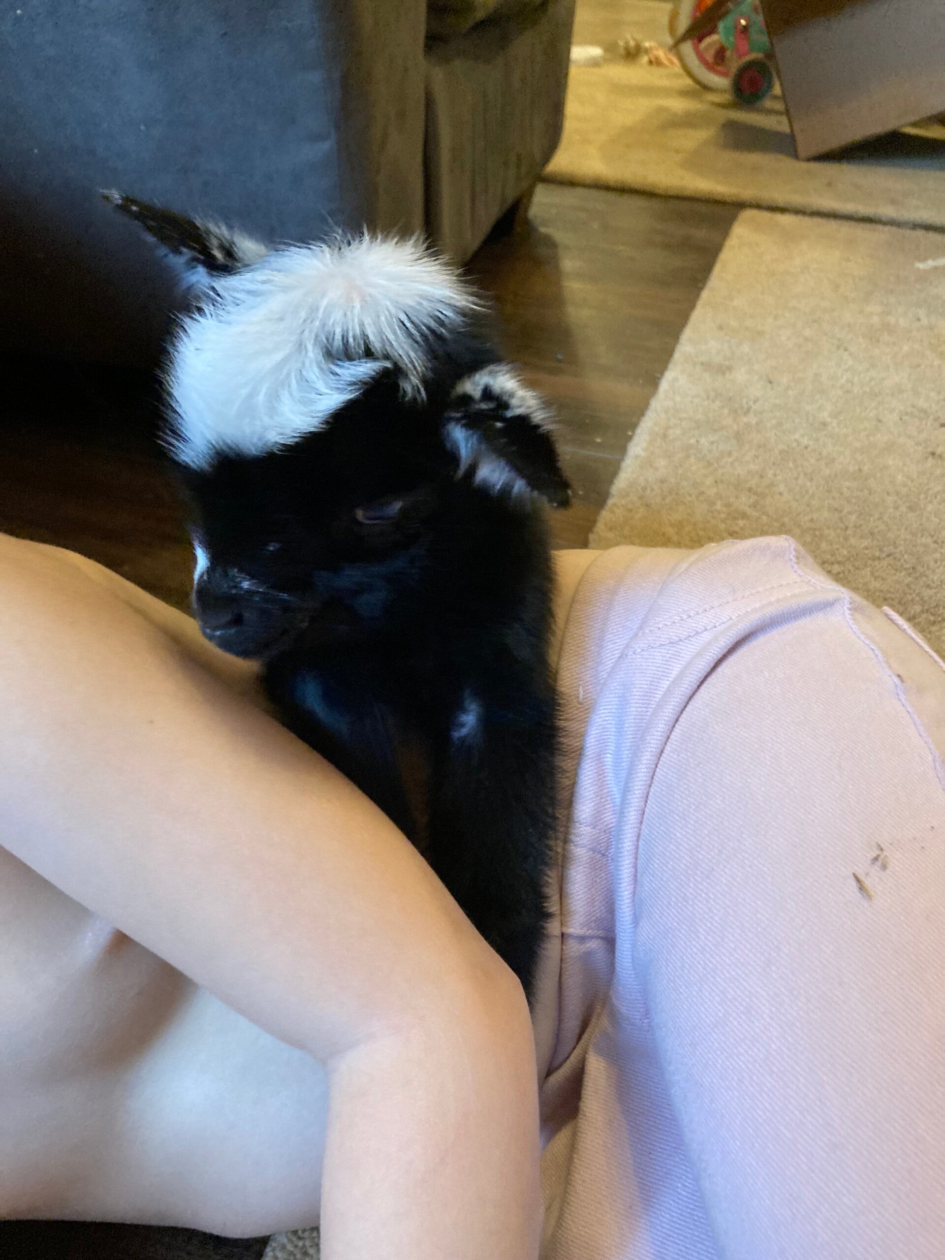 nigerian dwarf goat