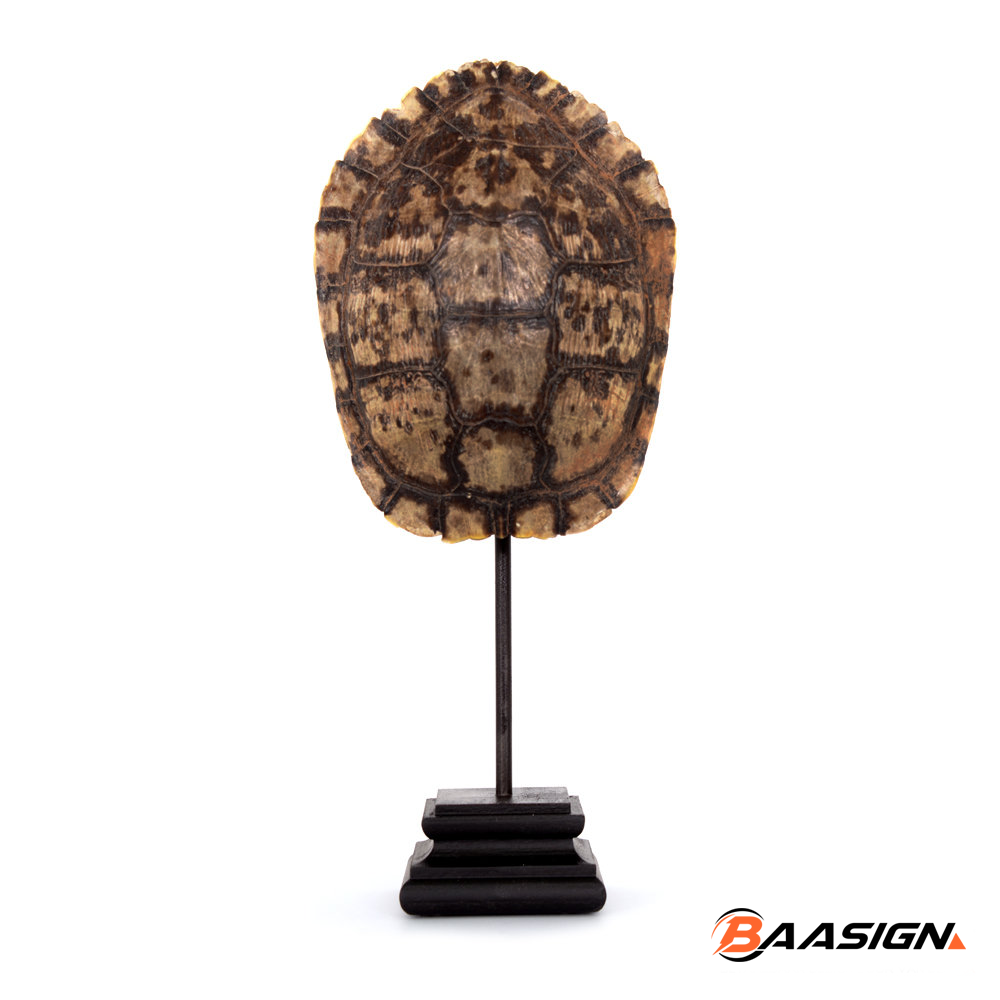 schilpadsteun met schildpadschild