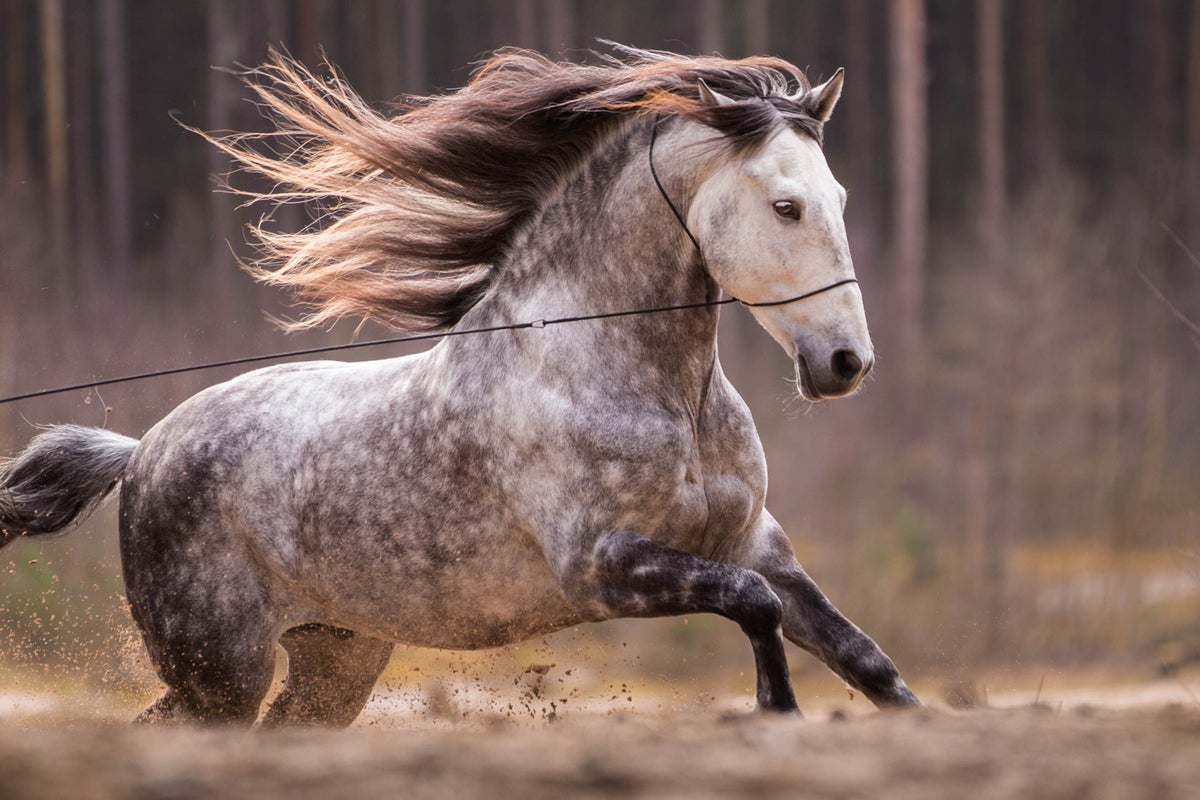 Photo halter | Emma Emerelle Photography