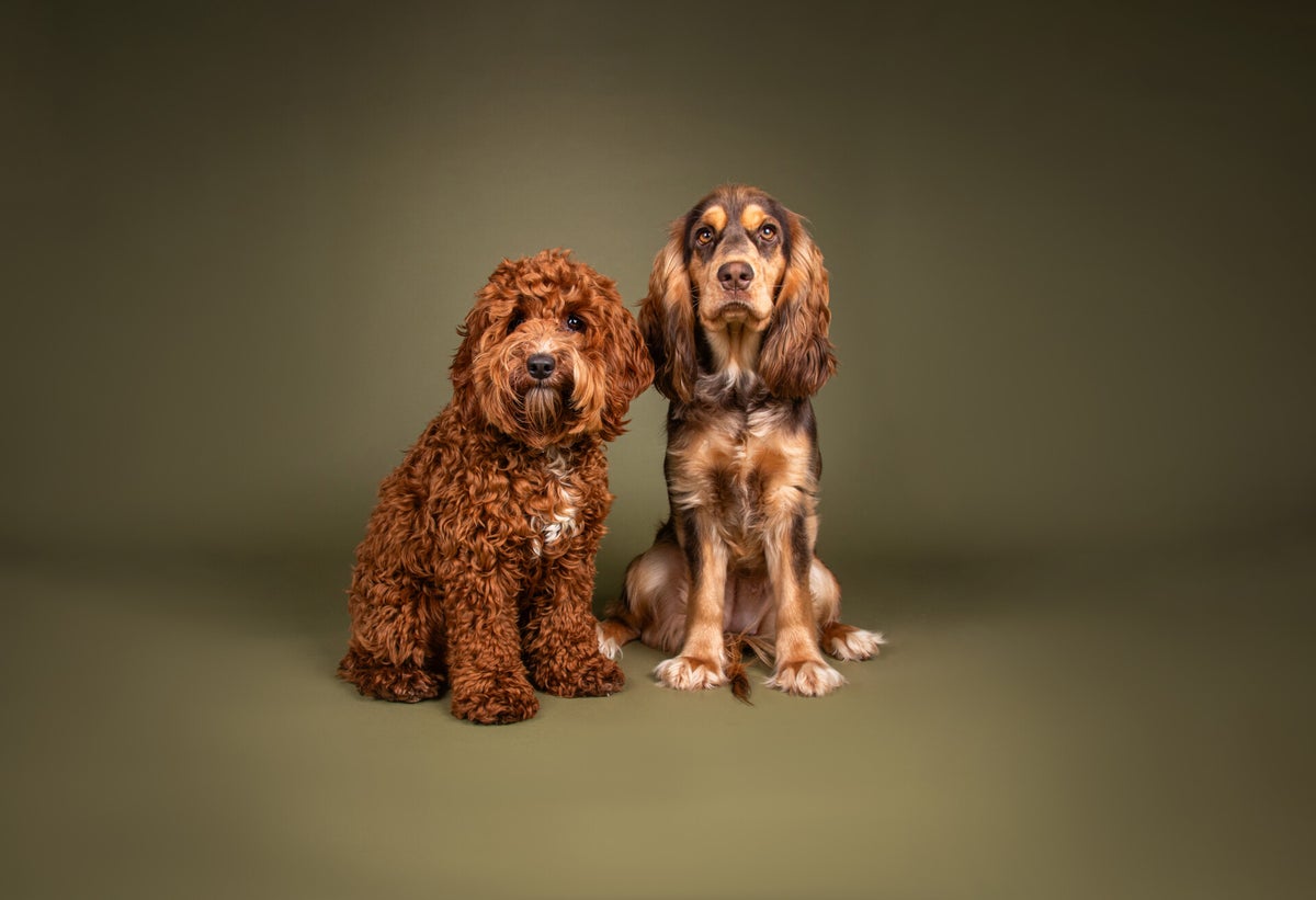 Cockapoo Temp De Cockapoo / Informatie | Macys Cockapoos