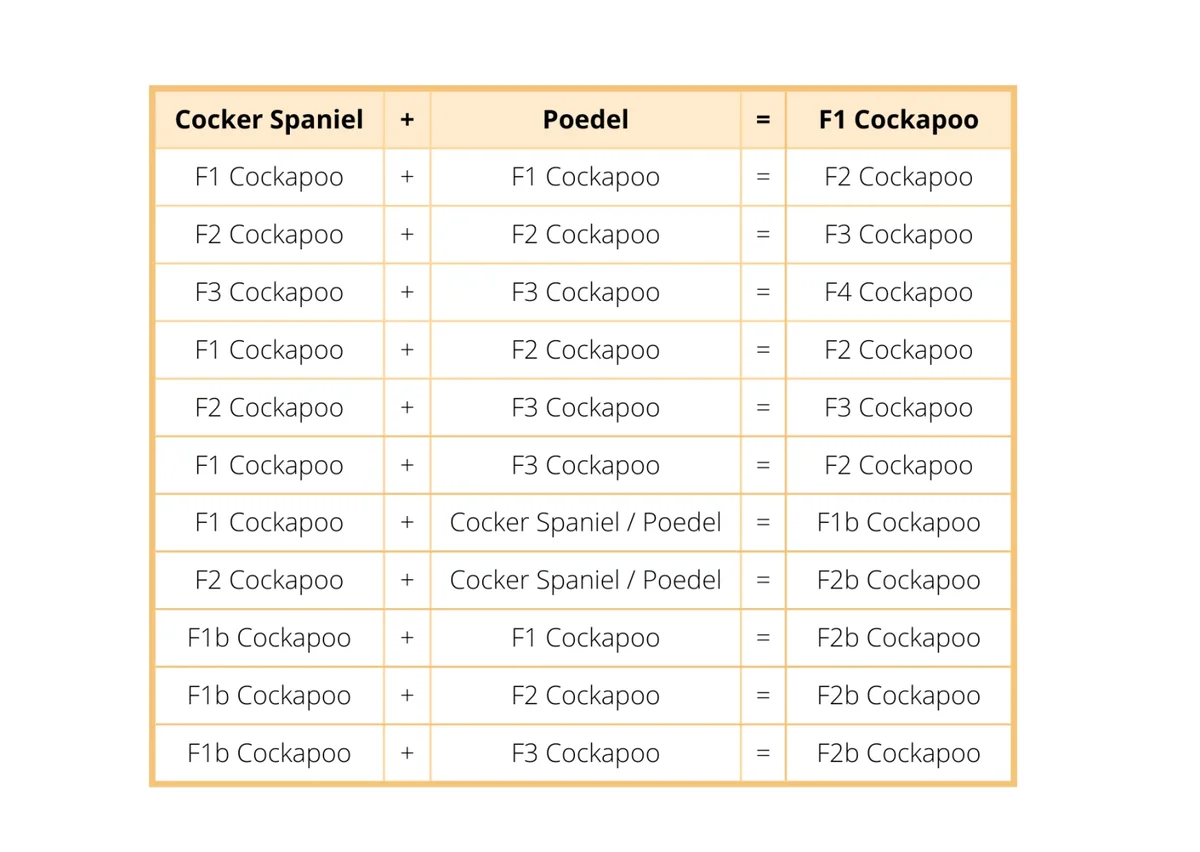 Cockapoo Temp De Cockapoo / Informatie | Macys Cockapoos