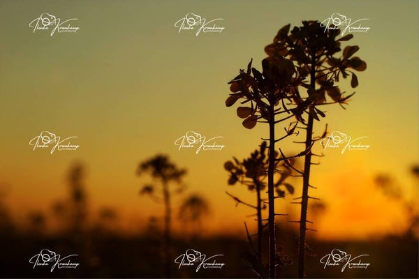wilde veldplant met zonsondergang